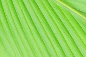 linhas e texturas de folhas de palmeira verde foto