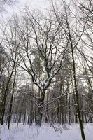 floresta de neve no inverno foto