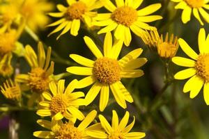 planta com flores, close-up foto