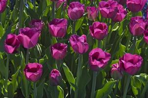 tulipas roxas