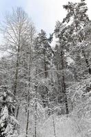 clima frio de inverno no parque ou floresta em geadas foto