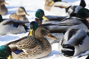 um grande bando de patos que passou o inverno na europa foto