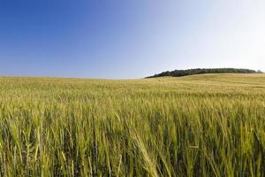 campo com uma nova safra de alimentos vegetais foto