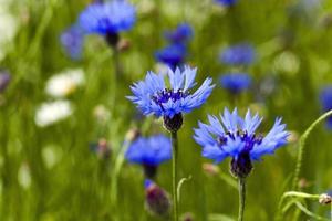 centáurea azul. primavera foto