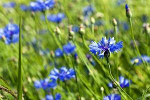 centáurea azul. primavera foto