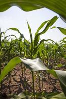 milho verde jovem em um campo agrícola foto