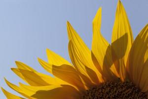 girassóis durante a floração em tempo ensolarado foto