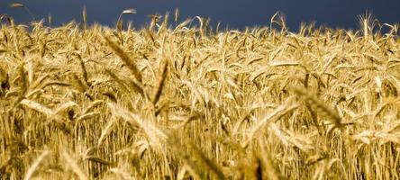 campo agrícola de verão foto