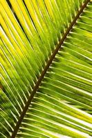 folhas de palmeira
