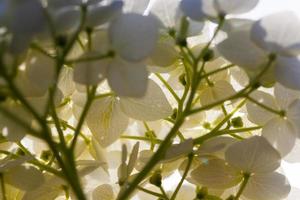 uma grande inflorescência de flores brancas na temporada de outono foto