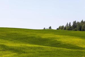 cereais verdes são imaturos em um campo agrícola foto