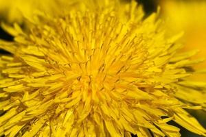 um campo com dentes-de-leão florescendo amarelos na primavera foto