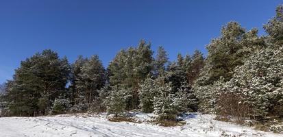 floresta de pinheiros no inverno foto