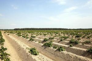 agricultura, campo de batata foto