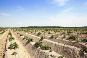 agricultura, campo de batata foto