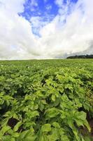 foto agricultura, europa