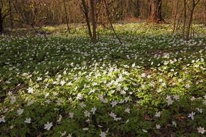 flores da primavera em branco foto