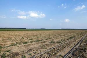 campo de colheita de cebola foto