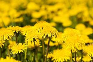 flores amarelas de dente de leão foto