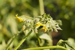 close-up de tomate florido foto