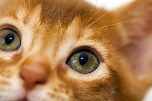 gatinho abissínio close-up foto