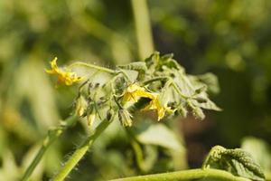 close-up de tomate florido foto