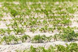 campo com cenoura foto