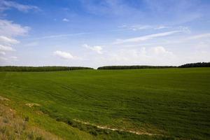 um campo agrícola onde os cereais são cultivados foto