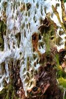 fundo de textura de casca de eucalipto