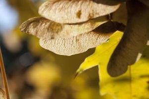 sementes de bordo, close-up foto