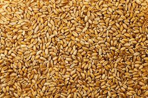 grãos de trigo de perto foto