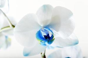 close-up fotografado em uma orquídea de fundo claro com flores azuis foto