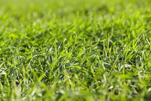 plantas de grama jovem, close-up foto