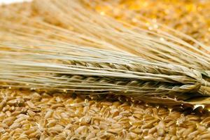 closeup de grãos de trigo foto