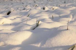 após a queda de neve, close-up foto