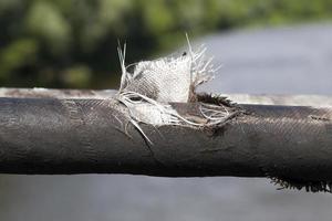 cabo grosso, close-up foto