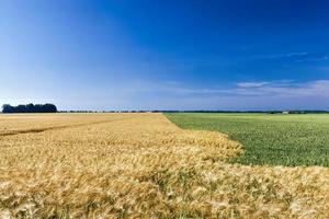 campo agrícola misto com diferentes cereais foto