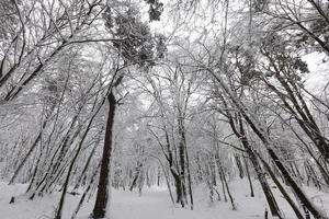 árvores cobertas de neve no inverno foto