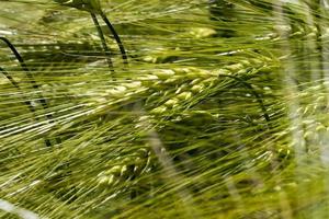 campo de trigo com plantas de trigo verdes imaturas foto