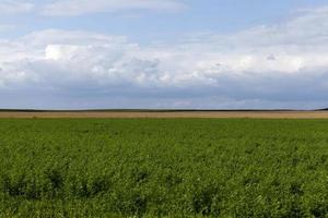 campo agrícola com plantas em crescimento para colheita de alimentos foto