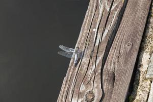 uma libélula azul sentado em uma placa de doca velha foto