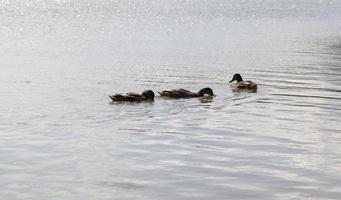 belos patos selvagens na natureza, natureza selvagem foto