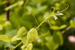 folhas verdes de uvas na primavera foto