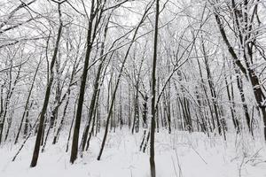 árvores na temporada de inverno no território do parque foto