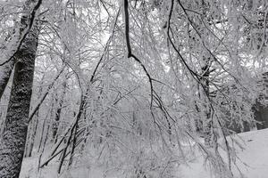 um parque com árvores diferentes na temporada de inverno foto