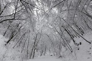 parque estão cobertos de neve no inverno foto