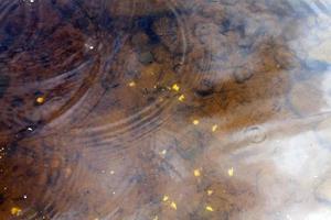 pequenos peixes nadando na água suja lamacenta no lago foto