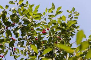 cereja madura vermelha nos galhos de uma árvore frutífera de cereja foto