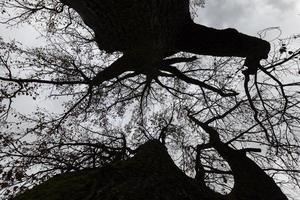 árvores no outono após a queda das folhas foto