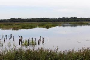 um lago com plantas diferentes foto